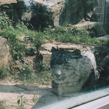 The Buffalo Zoo - Snow leopard getting friendly with the zoo visitors - Zoos Near Me - Buffalo, New York The Buffalo Zoo - Snow leopard getting friendly with the zoo visitors - Zoos Near Me - Buffalo, New York