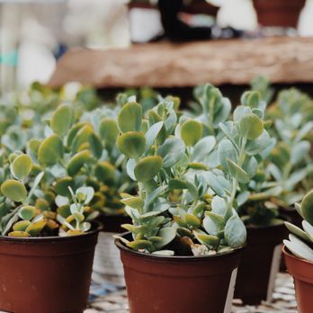 The Great Outdoors - Nurseries & Gardening Near Me - Austin, Texas
