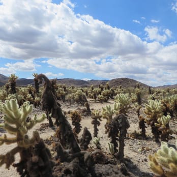 Cholla Cactus Garden - Parks Near Me - Twentynine Palms, California Cholla Cactus Garden - Parks Near Me - Twentynine Palms, California