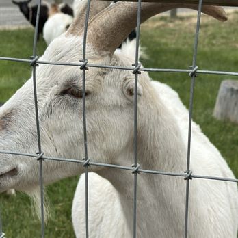 Olympic Game Farm - Zoos Near Me - Sequim, Washington