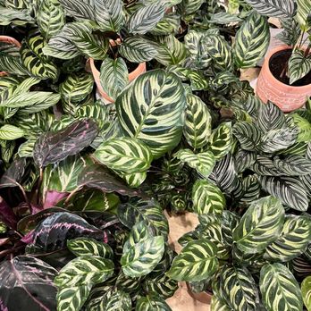 Plant Shoppe - Prayer plants!! - Nurseries & Gardening Near Me - San Antonio, Texas Plant Shoppe - Prayer plants!! - Nurseries & Gardening Near Me - San Antonio, Texas