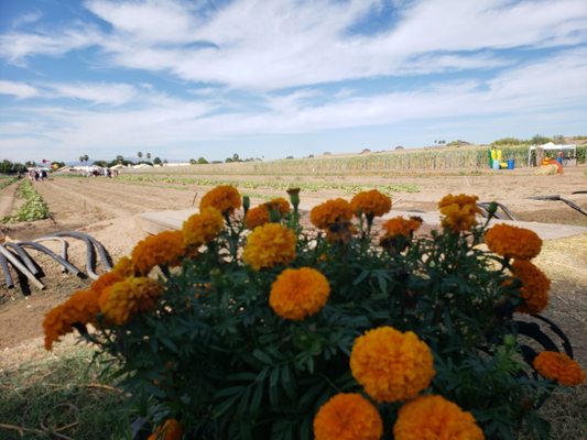 Tolmachoff Farms by null