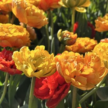 Lakeland Flowers - Farms Near Me - Abbotsford, British Columbia Lakeland Flowers - Farms Near Me - Abbotsford, British Columbia