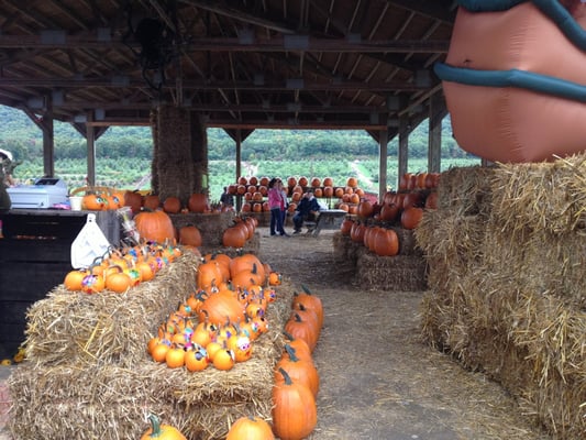 Wilklow Orchards by null