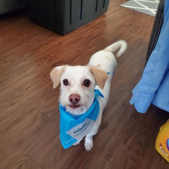 PetSmart - Handsome Doggy - Pet Stores Near Me - West Covina, California PetSmart - Handsome Doggy - Pet Stores Near Me - West Covina, California