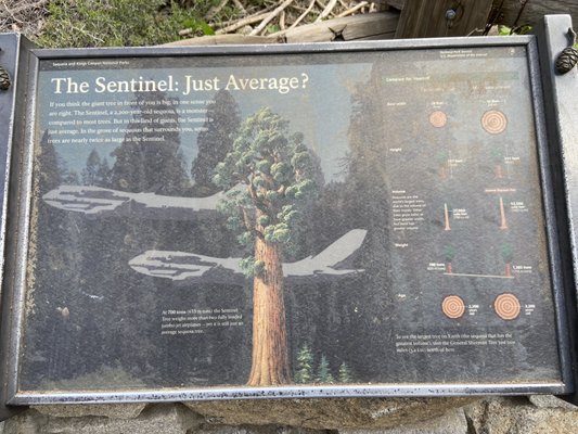 Giant Forest Museum by null