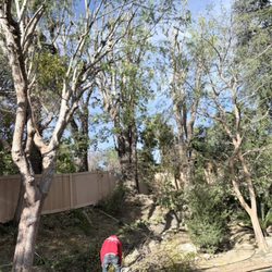 Best Way Tree Care - After trimming
