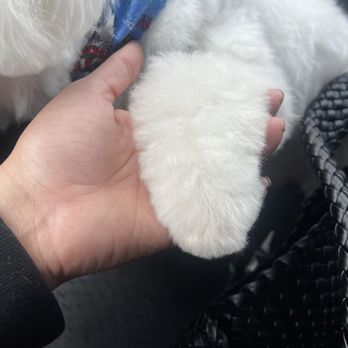 Anita’s Pets Grooming - My dogs paw, they were super detailed on the cut. - Pet Groomers Near Me - Winnetka, California Anita’s Pets Grooming - My dogs paw, they were super detailed on the cut. - Pet Groomers Near Me - Winnetka, California