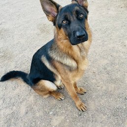 German Shepherd German Shepherd