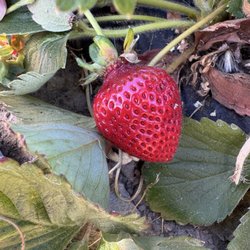 Berry Island Farms