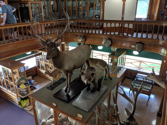 Banff Park Museum National Historic Site by null