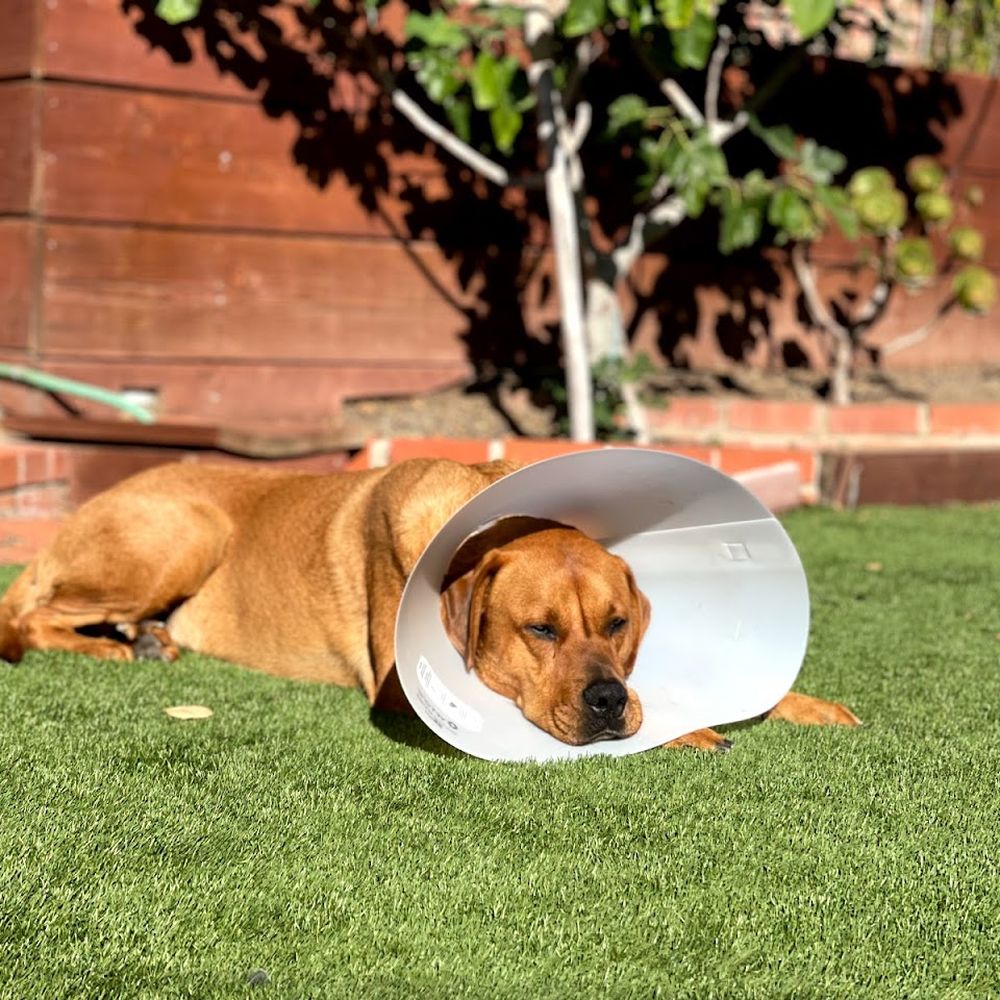 San Ramon Veterinary Hospital - After treatment. Doesn't like the cone, but he's all fixed up and better. - Veterinarians Near Me - San Ramon, California San Ramon Veterinary Hospital - After treatment. Doesn't like the cone, but he's all fixed up and better. - Veterinarians Near Me - San Ramon, California