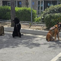 Working Dogs For Warriors
