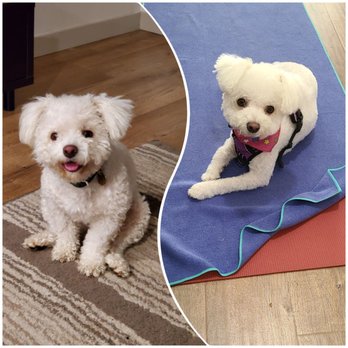 Pono's Pooch Spa - CeCe's before and after Pono's - Pet Groomers Near Me - Hawthorne, California