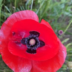 Commemorative Poppy Field