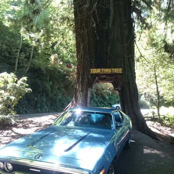 Tour Thru Tree - Local Flavor Near Me - Klamath, California