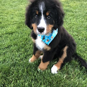 Canine Corner - Bernese Mountain Dog Puppy - Pet Groomers Near Me - Woodridge, Illinois Canine Corner - Bernese Mountain Dog Puppy - Pet Groomers Near Me - Woodridge, Illinois