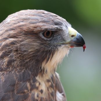 Cascades Raptor Center - Zoos Near Me - Eugene, Oregon