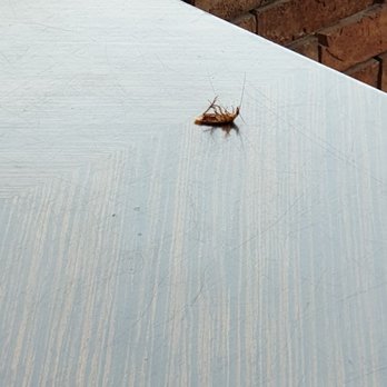 Spa Castle - Giant roach on the third floor restaurant!!! - Massage Near Me - College Point, New York Spa Castle - Giant roach on the third floor restaurant!!! - Massage Near Me - College Point, New York
