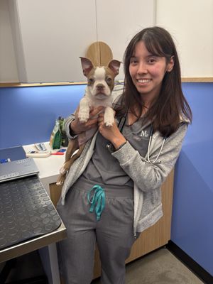 Modern Animal by null