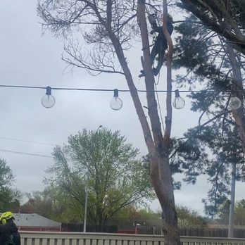 Peña's Tree Services - Tree trimming - Tree Services Near Me Peña's Tree Services - Tree trimming - Tree Services Near Me