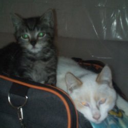 Calfornia City Pet Clinic
