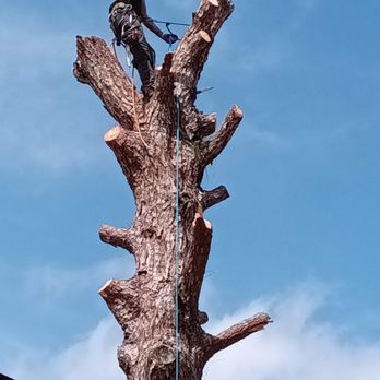 Busy B's Trees - Tree Services Near Me Busy B's Trees - Tree Services Near Me