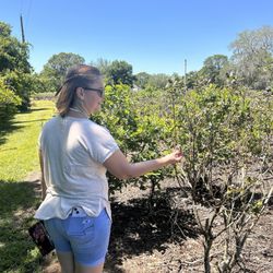 Chapman's U-Pick Berry Farm - Enjoying the weather.