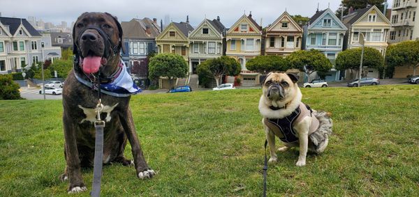 Alamo Square Park by null