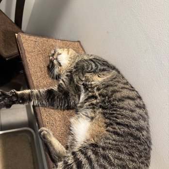Homeward Bound Cat Adoptions - Cat - Animal Shelters Near Me - Las Vegas, Nevada