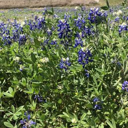 Blue bonnets Blue bonnets