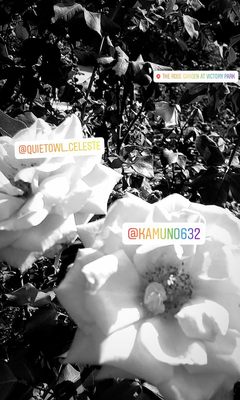 Rose Garden at Victory Park by null