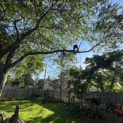Antonio’s Tree Service