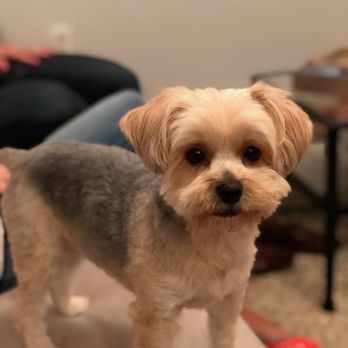 morkie cuts