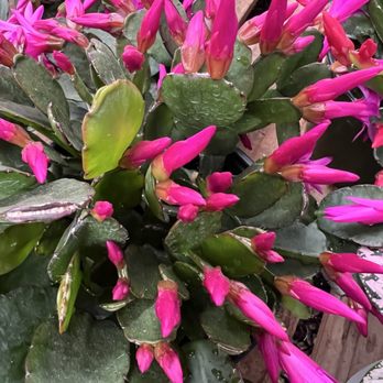OC Succulents - Nurseries & Gardening Near Me - Irvine, California
