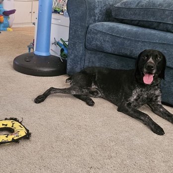 Loveys Pet Service - Pet Sitting Near Me Loveys Pet Service - Pet Sitting Near Me