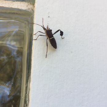 black Diamond pest control - Leaf leg insect - Pest Control Near Me - Knoxville, Tennessee