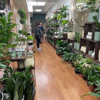 Botanic and Luxe - So many plants - Gift Shops Near Me - Santa Cruz, California Botanic and Luxe - So many plants - Gift Shops Near Me - Santa Cruz, California