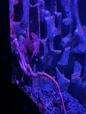 Tennessee Aquarium by null