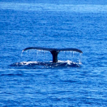 Majestic by Atlantis Cruises - whale watch lunch cruise (Dec thru April only) - Boat Tours Near Me - Honolulu, Hawaii Majestic by Atlantis Cruises - whale watch lunch cruise (Dec thru April only) - Boat Tours Near Me - Honolulu, Hawaii
