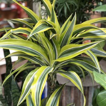 Clement Nursery - Nurseries & Gardening Near Me - San Francisco, California