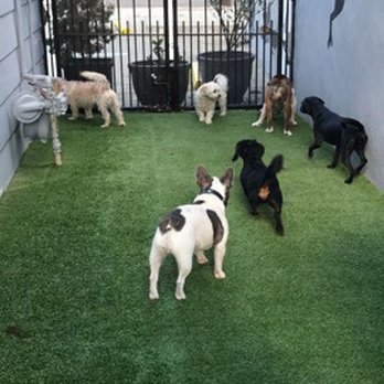 Paw In Order - Pet Sitting Near Me - Orange, California