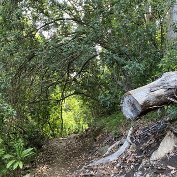 Aiea Loop Trail - Hiking Near Me - Aiea, Hawaii