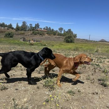 Venturing Pack Dog Services - Pet Training Near Me Venturing Pack Dog Services - Pet Training Near Me