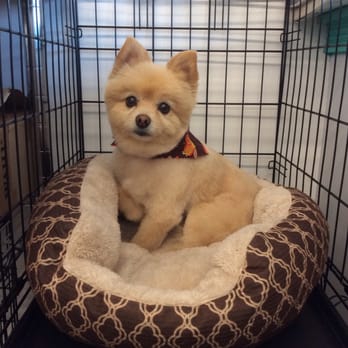 Wagz & Wigglez Grooming - Pet Groomers Near Me - Broken Arrow, Oklahoma Wagz & Wigglez Grooming - Pet Groomers Near Me - Broken Arrow, Oklahoma