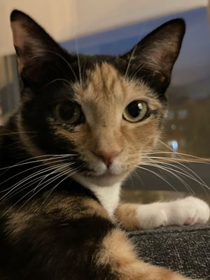 Lucky Dog Animal Rescue by null