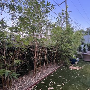 Pineda's Tree Care - Before - Tree Services Near Me Pineda's Tree Care - Before - Tree Services Near Me