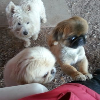 Willow Tree Kennels - Can I have a lap? - Pet Training Near Me - Durango, Colorado Willow Tree Kennels - Can I have a lap? - Pet Training Near Me - Durango, Colorado