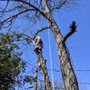 Photo of Hub City Tree