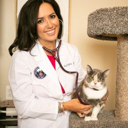 City Pets Animal Care
